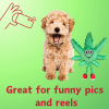 MJ the Weed Leaf 420 Dog Toy